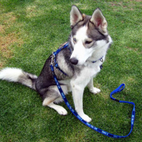 Rogz JellyBean Повод за кучета с дължина 1.8 м и ширина на ремъка 11 мм в цвят тюркоаз